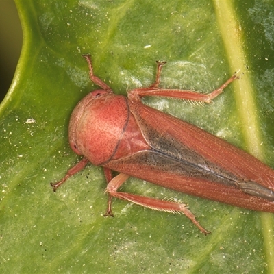 Trocnada dorsigera (A leafhopper) at Melba, ACT - 27 Oct 2024 by kasiaaus