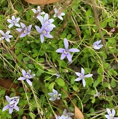 Isotoma fluviatilis subsp. australis (Swamp Isotome) at Sutton, NSW - 22 Jan 2024 by karipahlman