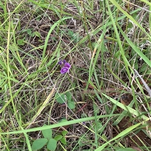 Glycine tabacina at Sutton, NSW - 15 Jan 2024 01:55 PM