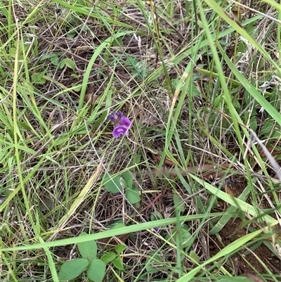 Glycine tabacina (Variable Glycine) at Sutton, NSW - 15 Jan 2024 by karipahlman