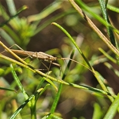 Mutusca brevicornis (A broad-headed bug) at Hughes, ACT - 20 Oct 2024 by JamWiRe