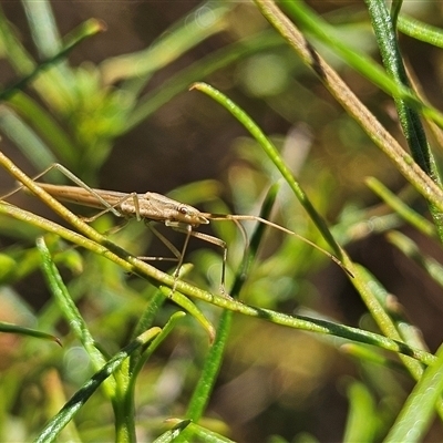 Mutusca brevicornis (A broad-headed bug) at Hughes, ACT - 20 Oct 2024 by JamWiRe