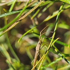 Mutusca brevicornis at Hughes, ACT - 20 Oct 2024 12:55 PM