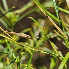 Mutusca brevicornis at Hughes, ACT - 20 Oct 2024 12:55 PM