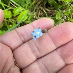 Myosotis sylvatica (Wood Forget-me-not) at Kangaroo Valley, NSW - 29 Oct 2024 by lbradley