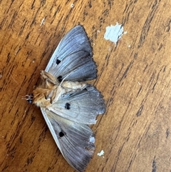 Dasypodia selenophora (Southern old lady moth) at Duffy, ACT - 29 Oct 2024 by HelenaWalker