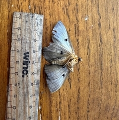 Dasypodia selenophora at Duffy, ACT - 29 Oct 2024 08:00 AM