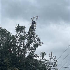 Zanda funerea (Yellow-tailed Black-Cockatoo) at Mayfield East, NSW - 29 Oct 2024 by STJ