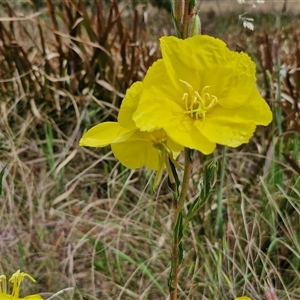 Oenothera stricta subsp. stricta at Goulburn, NSW - 28 Oct 2024 11:03 AM