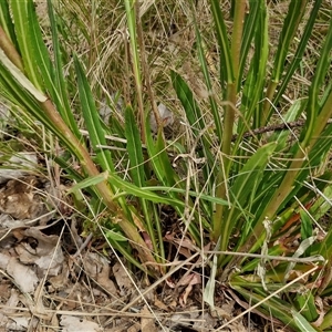 Oenothera stricta subsp. stricta at Goulburn, NSW - 28 Oct 2024