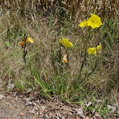 Oenothera stricta subsp. stricta at Goulburn, NSW - 28 Oct 2024 11:03 AM