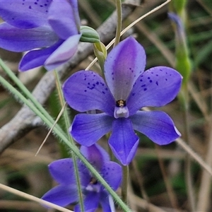 Thelymitra ixioides at Goulburn, NSW - suppressed