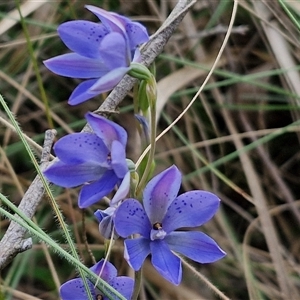 Thelymitra ixioides at Goulburn, NSW - suppressed