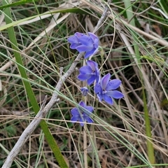 Thelymitra ixioides at Goulburn, NSW - suppressed