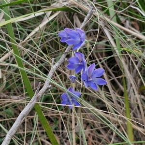 Thelymitra ixioides at Goulburn, NSW - suppressed