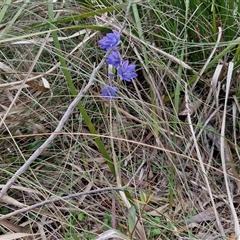 Thelymitra ixioides at Goulburn, NSW - suppressed