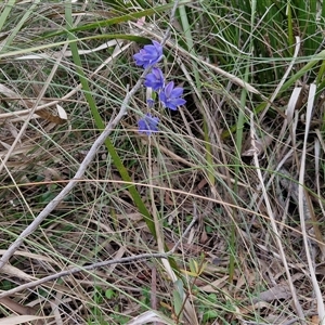 Thelymitra ixioides at Goulburn, NSW - suppressed