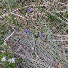 Dianella revoluta at Goulburn, NSW - 28 Oct 2024