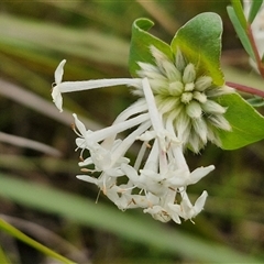 Pimelea linifolia subsp. linifolia (Queen of the Bush, Slender Rice-flower) at Goulburn, NSW - 27 Oct 2024 by trevorpreston