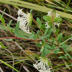 Pimelea linifolia subsp. linifolia at Goulburn, NSW - 28 Oct 2024 10:56 AM