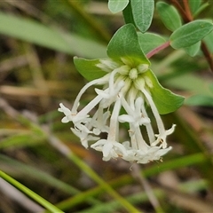 Pimelea linifolia subsp. linifolia at Goulburn, NSW - 28 Oct 2024 10:56 AM