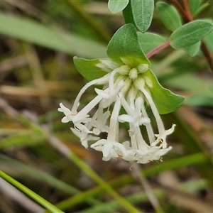 Pimelea linifolia subsp. linifolia at Goulburn, NSW - 28 Oct 2024