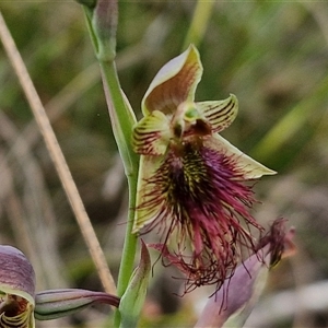 Calochilus paludosus at Goulburn, NSW - suppressed