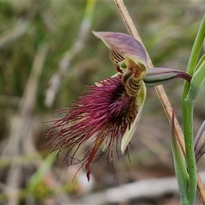 Calochilus paludosus at Goulburn, NSW - suppressed