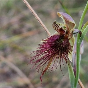 Calochilus paludosus at Goulburn, NSW - suppressed