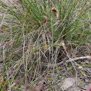 Calochilus paludosus at Goulburn, NSW - suppressed