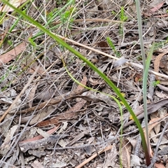 Calochilus paludosus at Goulburn, NSW - suppressed