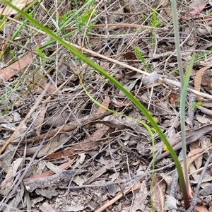 Calochilus paludosus at Goulburn, NSW - suppressed