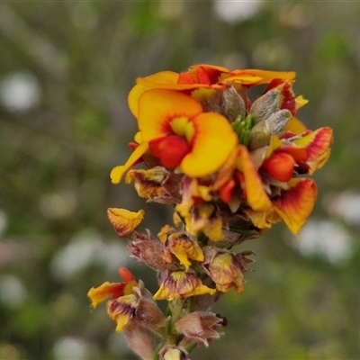 Dillwynia sericea (Egg And Bacon Peas) at Goulburn, NSW - 27 Oct 2024 by trevorpreston