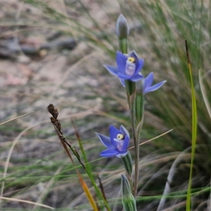 Thelymitra peniculata at Goulburn, NSW - suppressed