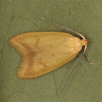 Aeolothapsa malacella (A Concealer moth) at Melba, ACT - 27 Oct 2024 by kasiaaus