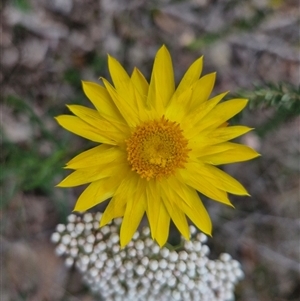 Xerochrysum viscosum at Goulburn, NSW - 28 Oct 2024