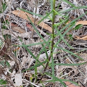 Xerochrysum viscosum at Goulburn, NSW - 28 Oct 2024