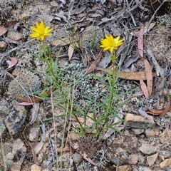 Xerochrysum viscosum at Goulburn, NSW - 28 Oct 2024