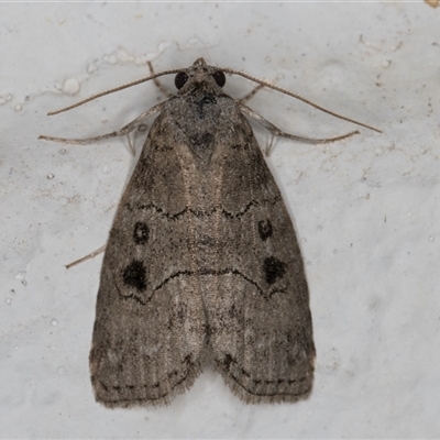 Calathusa sp nr dispila at Melba, ACT - 27 Oct 2024 by kasiaaus