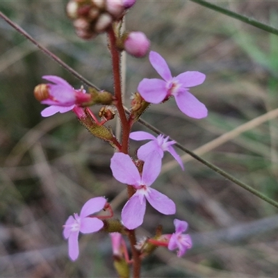 Stylidium graminifolium (grass triggerplant) at Goulburn, NSW - 28 Oct 2024 by trevorpreston