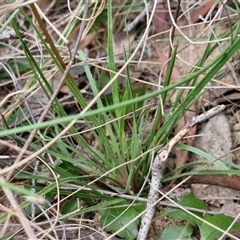 Stylidium graminifolium at Goulburn, NSW - 28 Oct 2024