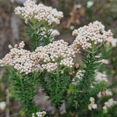 Ozothamnus diosmifolius (Rice Flower, White Dogwood, Sago Bush) at Goulburn, NSW - 27 Oct 2024 by trevorpreston