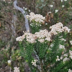 Ozothamnus diosmifolius at Goulburn, NSW - 28 Oct 2024 10:48 AM