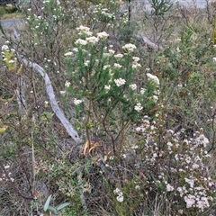 Ozothamnus diosmifolius at Goulburn, NSW - 28 Oct 2024 10:48 AM