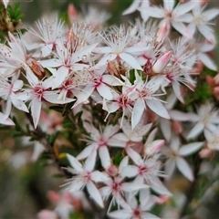 Calytrix tetragona (Common Fringe-myrtle) at Goulburn, NSW - 28 Oct 2024 by trevorpreston