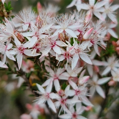 Calytrix tetragona (Common Fringe-myrtle) at Goulburn, NSW - 28 Oct 2024 by trevorpreston
