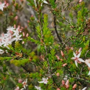 Calytrix tetragona at Goulburn, NSW - 28 Oct 2024 10:47 AM