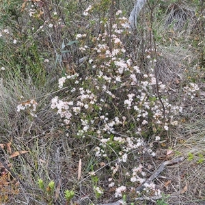 Calytrix tetragona at Goulburn, NSW - 28 Oct 2024 10:47 AM