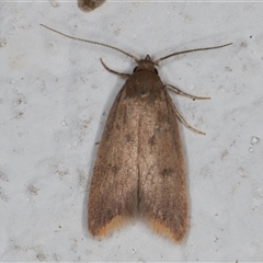 Tachystola acroxantha (A Concealer moth) at Melba, ACT - 27 Oct 2024 by kasiaaus