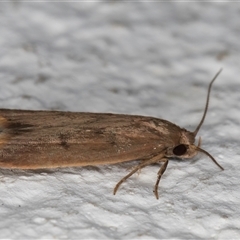 Tachystola acroxantha at Melba, ACT - 27 Oct 2024 10:34 PM